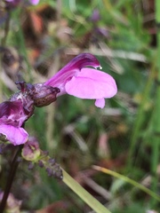Pedicularis palustris