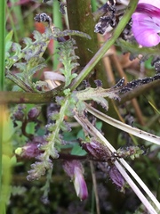 Pedicularis palustris