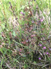 Pedicularis palustris