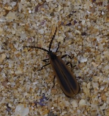 Trichalus ampliatus