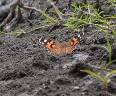 Vanessa cardui