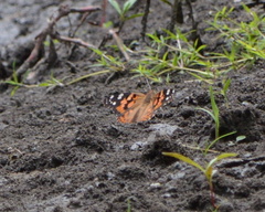 Vanessa cardui