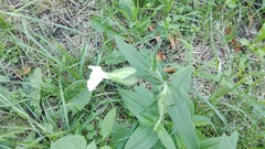 Silene latifolia