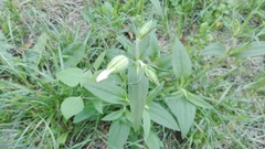 Silene latifolia