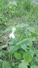 Silene latifolia