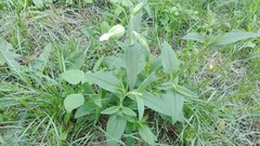 Silene latifolia