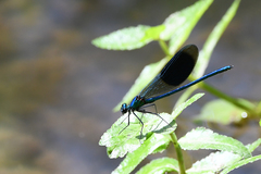 Calopteryx splendens