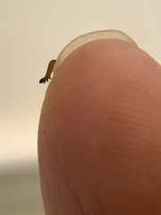 Homoeosoma electella
