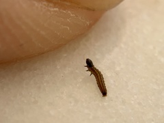 Homoeosoma electella