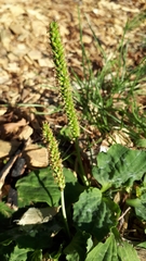 Plantago major