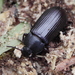 Escarabajo Negruzco - Photo (c) gbohne, algunos derechos reservados (CC BY-SA)