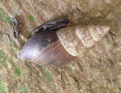 Achatininae