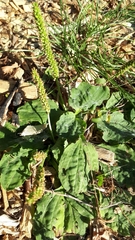 Plantago major