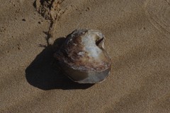Pinctada capensis
