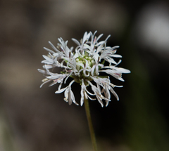Marshallia caespitosa
