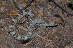 Crotalus ornatus