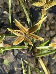 Cyperus flavescens
