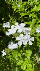 Plumbago auriculata