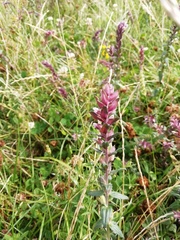 Odontites vulgaris