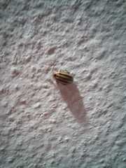 Kuschelina petaurista