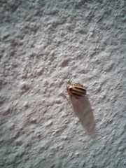 Kuschelina petaurista