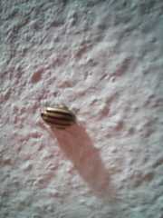 Kuschelina petaurista