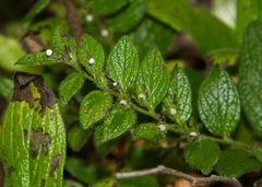 Lithospermum helleri