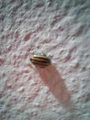 Kuschelina petaurista