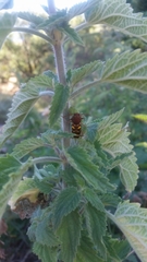 Xylotrechus insignis