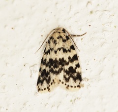 Aemene taprobanis