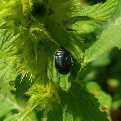 Sehirus cinctus albonotatus
