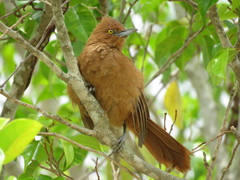 Pseudoseisura unirufa