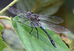 Dorocordulia lepida