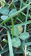 Trifolium repens