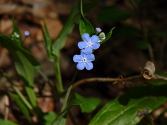 Omphalodes nitida