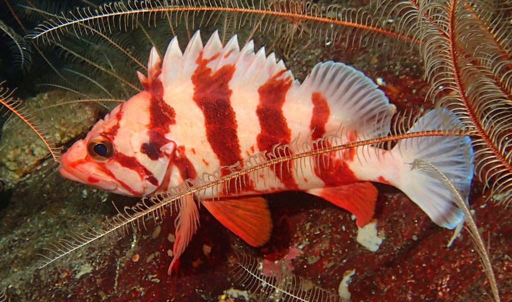 Tiger Rockfish