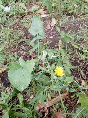 Sonchus oleraceus