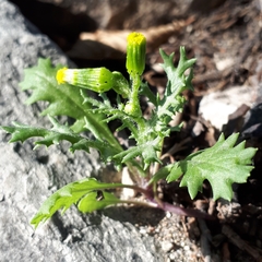 Senecio vulgaris