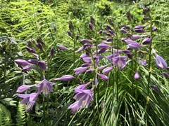 Hosta sieboldii