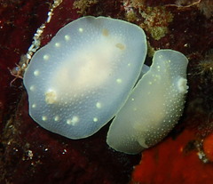 Cadlina