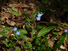 Omphalodes nitida
