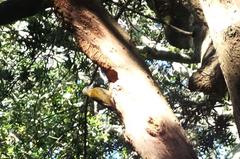 Chloropicus griseocephalus