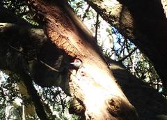 Chloropicus griseocephalus