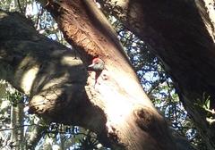 Chloropicus griseocephalus