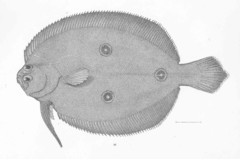 Threespot Sand Flounder photo 3