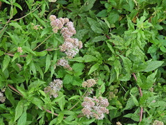 Eupatorium cannabinum