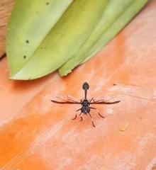 Salpingogaster nigra