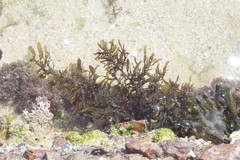Sargassum incisifolium