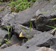 Papilio glaucus