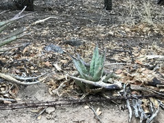 Agave shrevei